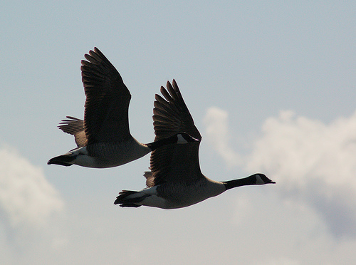 Synchronized flying geese