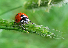 Ladybug on grass