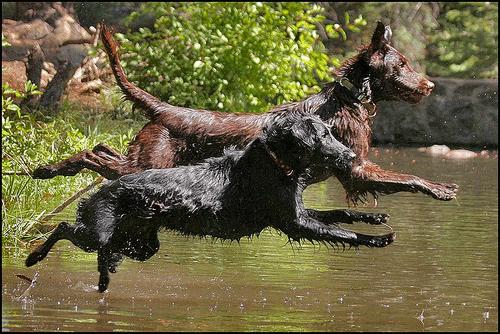 Synchronized jumping dogs